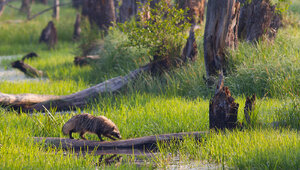 Miniatura: Najstarsze i największe. Co wiesz o...