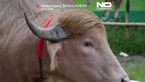 Miniatura: Albinoski bawół "Donald Trump" robi...